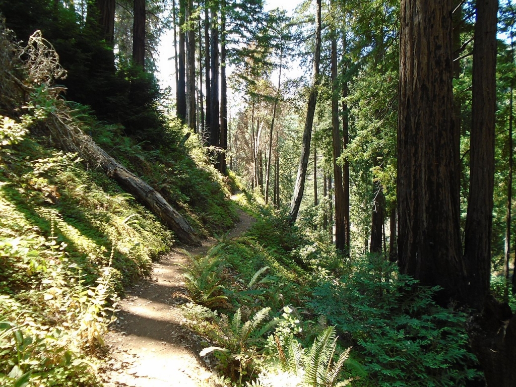 Julia Pfeiffer Burns State Park